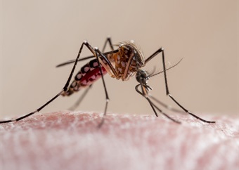 SA on track to 'eliminate' malaria by 2028, says health department