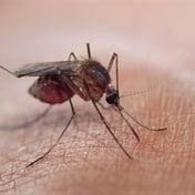 SA on track to eliminate malaria by 2028, despite climate challenge