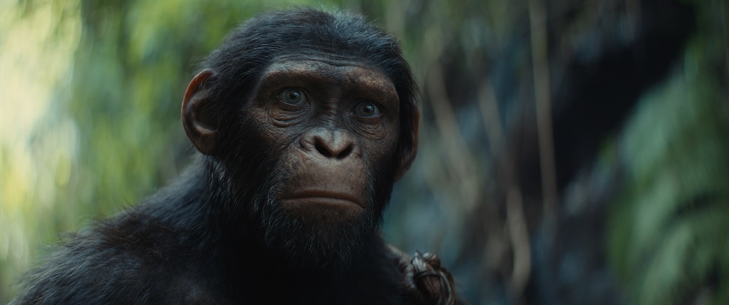 Noa (played by Owen Teague) in Kingdom of the Planet of the Apes. (Courtesy 20th Century Studios)