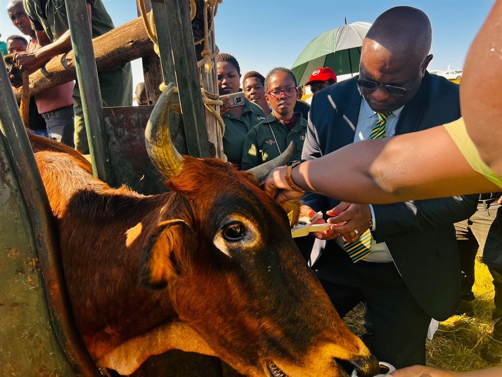 Top Stories Tamfitronics Jap Cape Premier Oscar Mabuyane helps attach a machine within the ear of a cow in Tsolo on Tuesday. (@OFFICIALDRDAR/X beforehand Twitter)