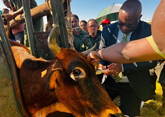 Eastern Cape govt launches hi-tech tag initiative to combat rampant stock theft