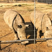 Project backed by US billionaires starts to relocate South African rhinos 
