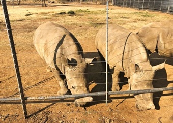 Project backed by US billionaires starts to relocate South African rhinos 
