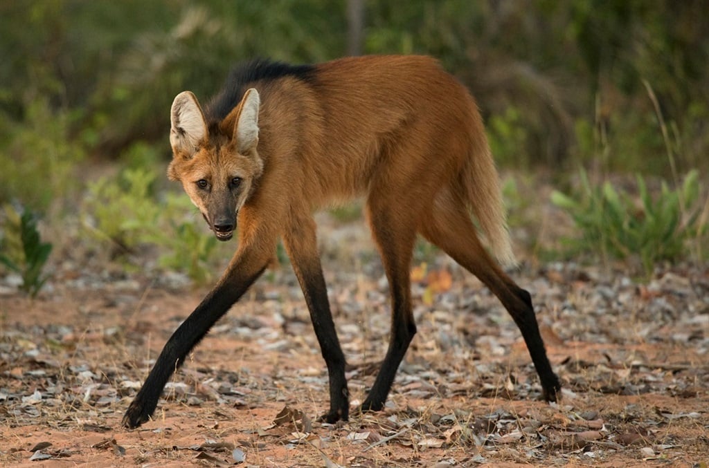 A Maned Wolf,walking on trail Cerrado, Brazil, South America. (Joe McDonald).