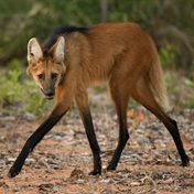 A fox on stilts? Argentine long-legged maned wolf returned to the wild