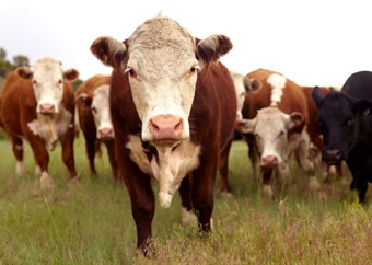 Foot-and-mouth disease outbreak puts group of Eastern Cape farms in quarantine