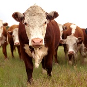 Foot-and-mouth disease outbreak puts group of Eastern Cape farms in quarantine