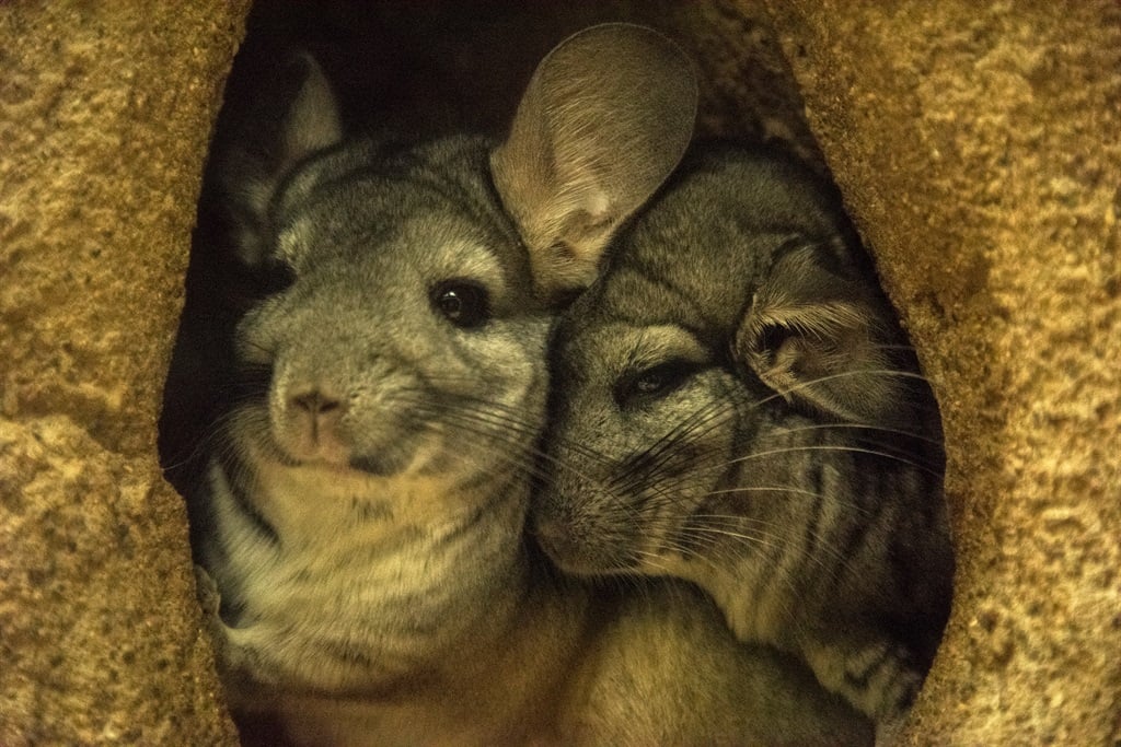 During an investor presentation earlier this month, Gold Fields CEO Mike Fraser said the relaunched capture and relocation programme has so far failed to locate any Chinchillas, stoking speculation that the creatures may have relocated by themselves. (Mark Newman/ Getty Images)