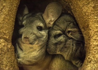 Chinchilla fears force halt at section of Gold Fields mine