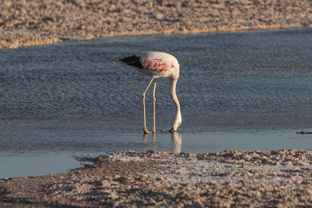 News24 | Chilean scientists track flamingos by satellite to preserve dwindling population