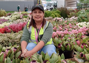 So fine, boss! SA fynbos display scoops gold at Chelsea Flower Show 