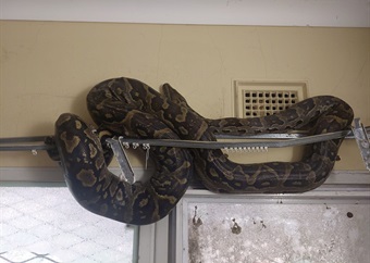 Snake on a rail! Python found curled up on curtain rod at Durban business  