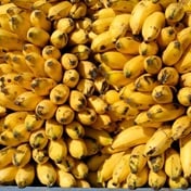 Rotten bananas in a scorching India expose climate's food cost