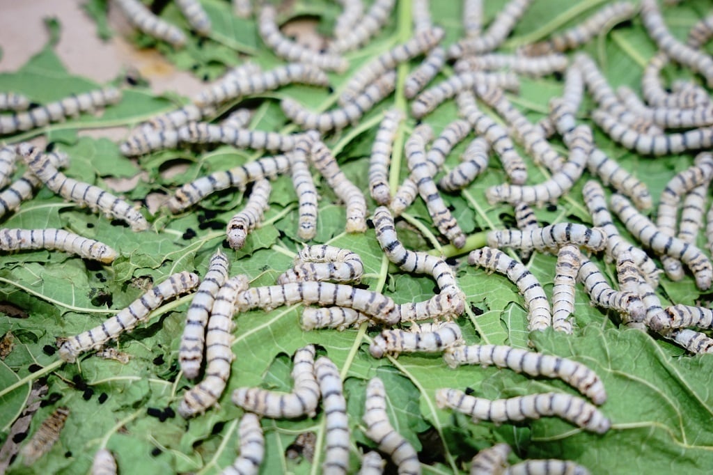 News24 | Asian silkworms put to work for Cuban artisans, helping make anything from shirts to soap
