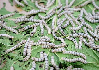 Asian silkworms put to work for Cuban artisans, helping make anything from shirts to soap