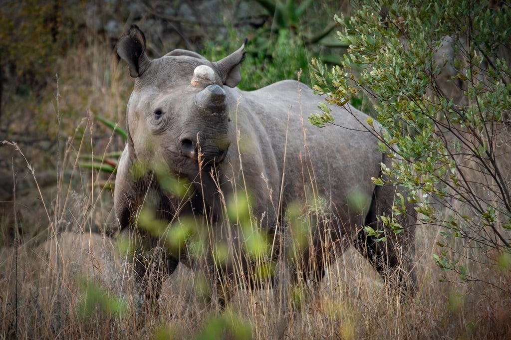 News24 | Dehorning sees rhino poaching drop dramatically over two months