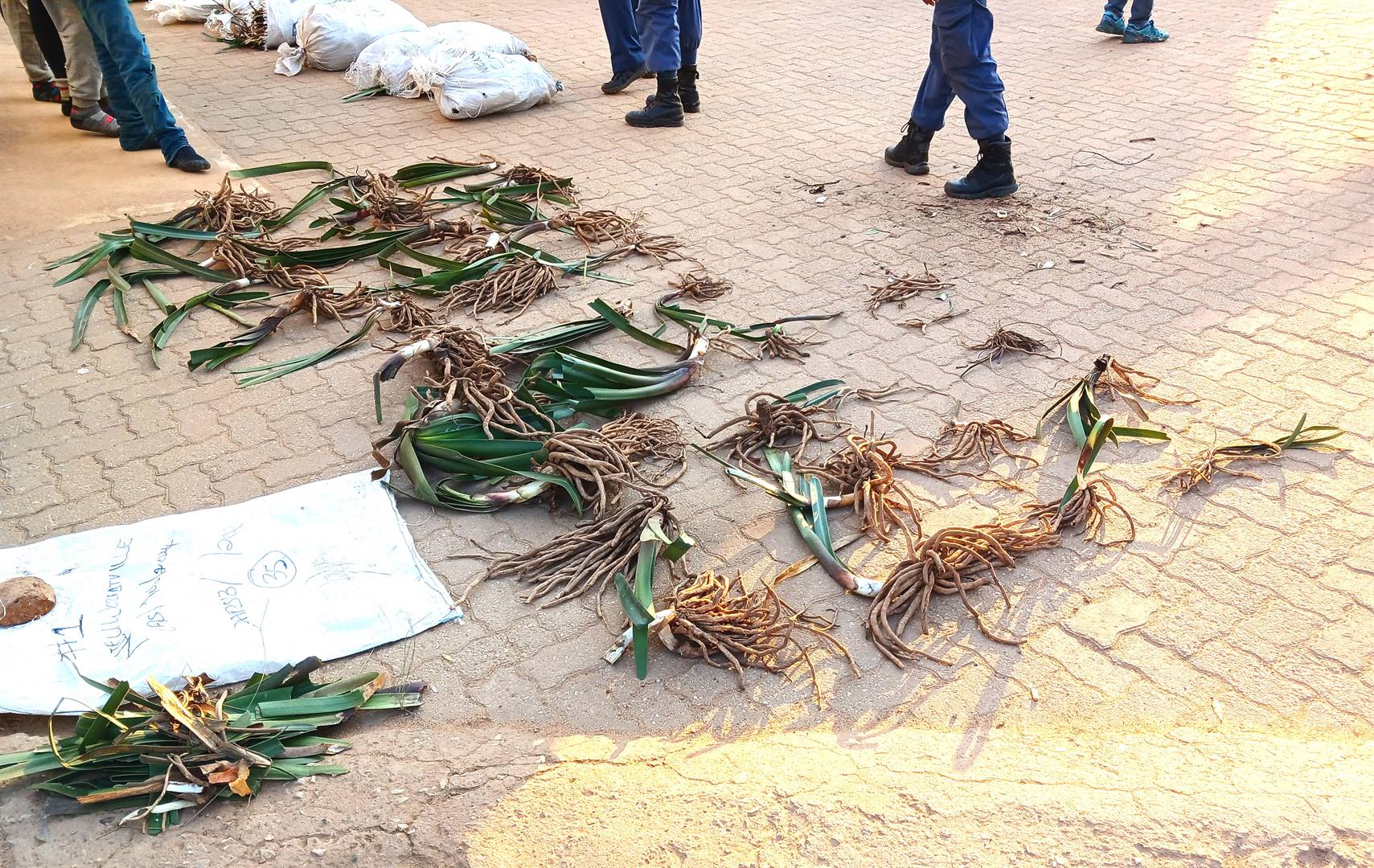 Five arrested in Northern Cape with endangered plants worth R2,7 billion | News24