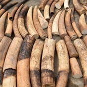 5 African nations make fresh pitch to trade R18bn ivory stockpile