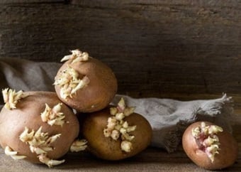 The age-old question: Can you eat sprouted potatoes? 