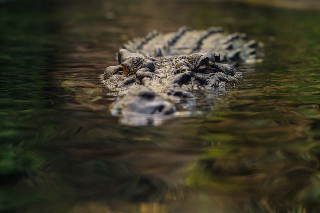 News24 | Child missing after suspected crocodile attack in Australia