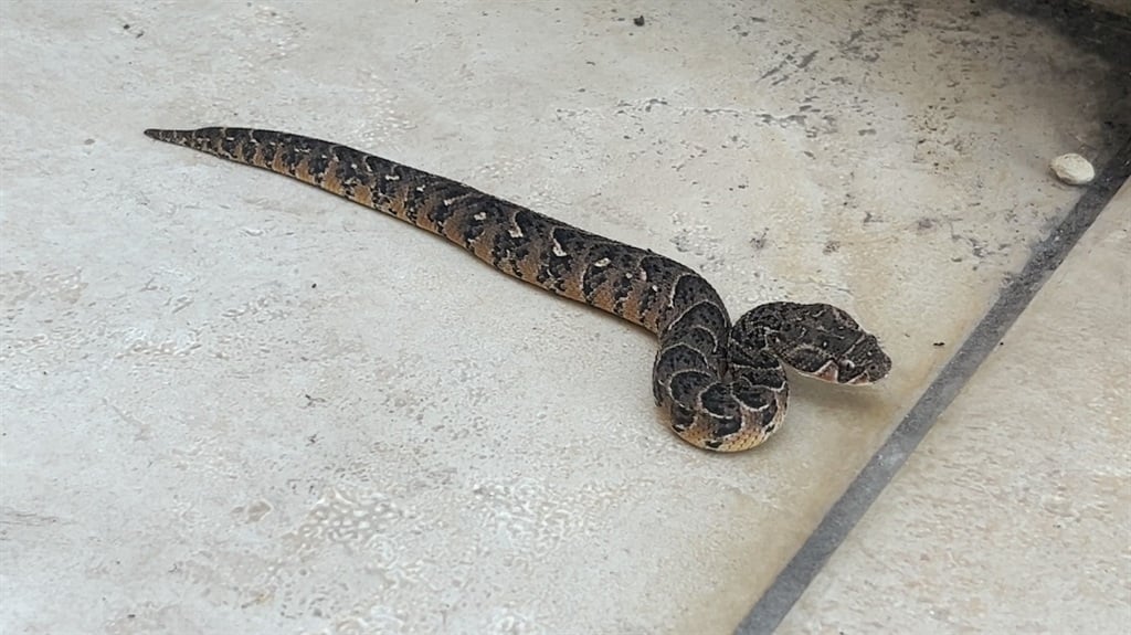 The puff adder that was found in Sea Point. (Tyrone Ping/Supplied)