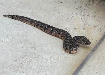 Hissy fit: Snake handler's blue-light escort to save residents from angry puff adder