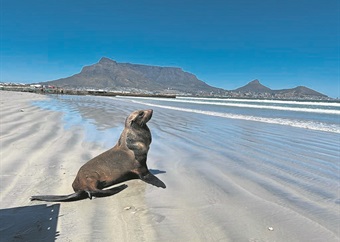 Public urged to stay away from seals after confirmation of rabies case in Cape Town
