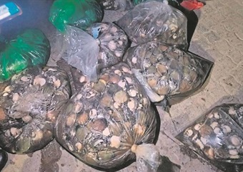 Seven arrested for allegedly operating an abalone poaching ring in Western Cape