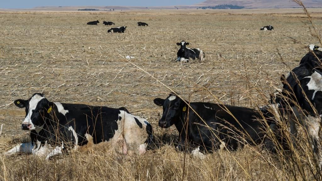 Cows are seen at the Estina dairy farm project during Mmusi Maimane's visit in Vrede. (Deon Raath/Gallo Images/Rapport)