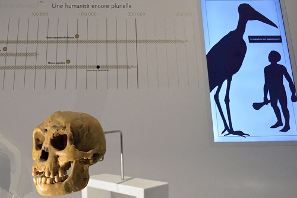 A cast of a Homo floresiensis (Homme de Flores) skull at the Musee de lHomme in Paris. (JC Domemench/ MNHN/ AFP).