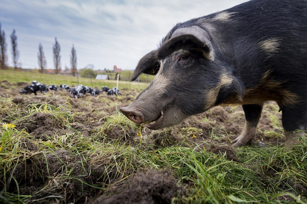 News24 Business | Denmark to introduce world's first livestock carbon tax