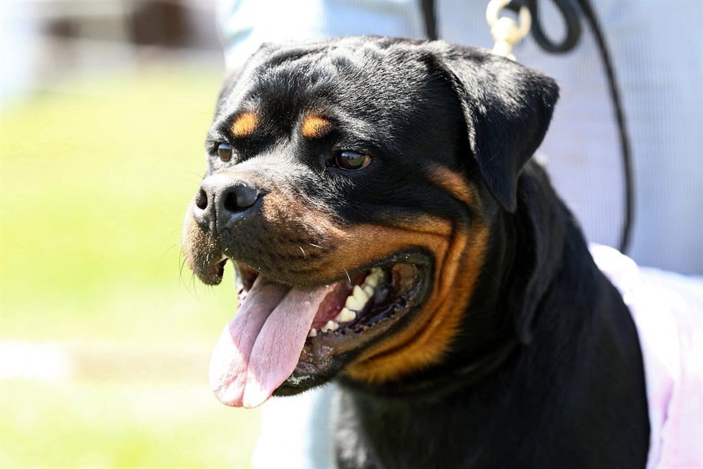 News24 | KZN grandmother and toddler critically injured in Rottweiler attack