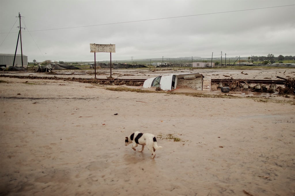 A dog walks by a car damaged by the recent floods in Riverlands, in the Swartland district, on 8 August 2024. (Gianluigi Guercia/AFP)