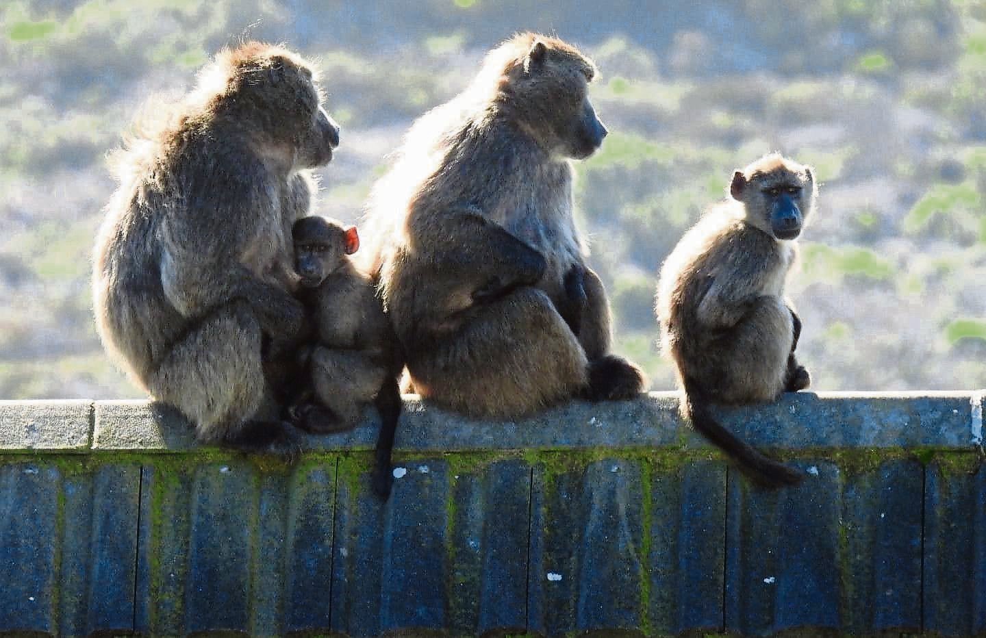 News24 | Outrage over euthanasia of baboons in South Peninsula