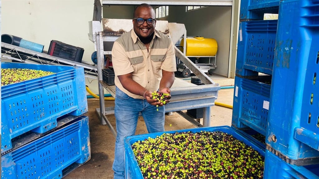 News24 | Golden challenge: SA's first black olive oil producer sets sights on own farm amid supply crisis