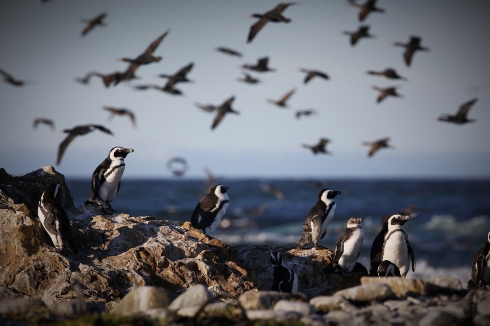 News24 | WATCH | Saving a species: The rangers working to bolster the penguin population