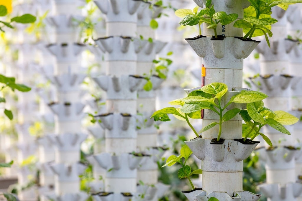 Vertical farming reduces water use and the need for pesticides. (yzhensiang/Getty Images).