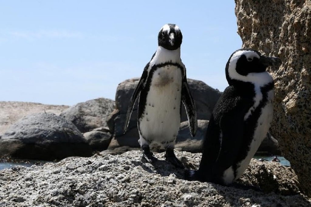 News24 Business | Surprise move in litigation over African penguins