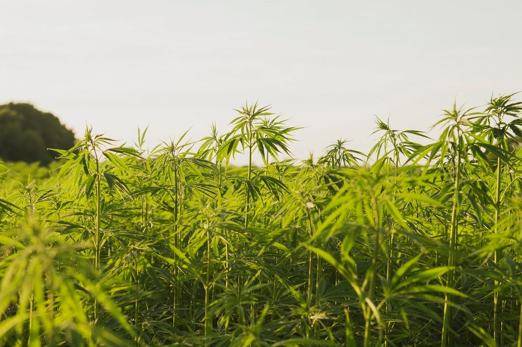 Hemp among 7 industries to keep Mpumalanga’s economy growing after coal power shuts down – report | Business