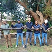  Injured python rescued on KZN farm and nursed back to health to be released soon