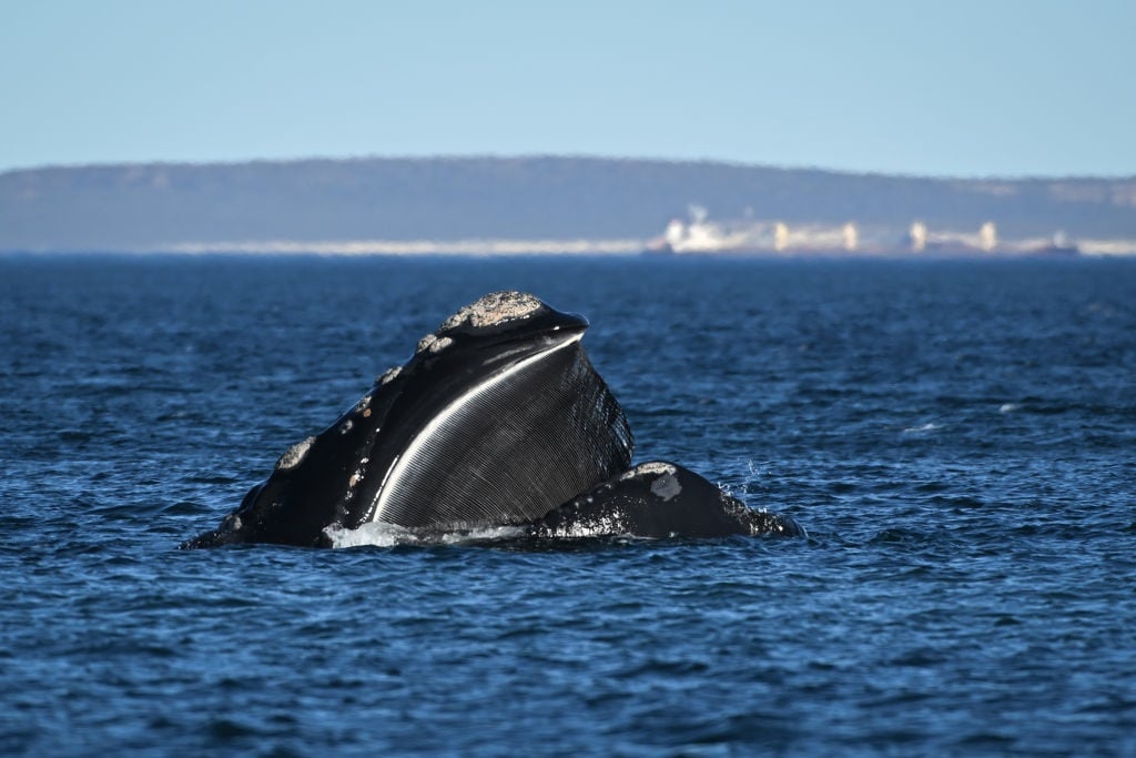 The baleen of a southern right whale (Eubalaena australis) is visible in the Atlantic Ocean as the whale opens its mouth to feed. (Getty Images/picture alliance/Maxi Jonas)