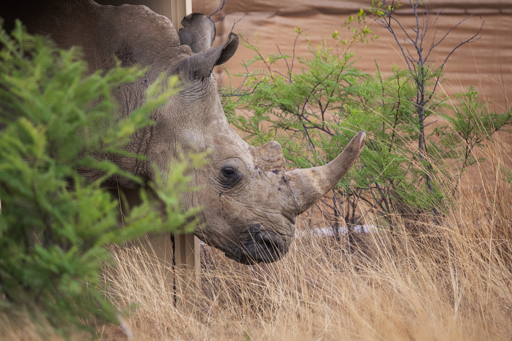 Efforts to preserve southern white rhino on the right track | News24