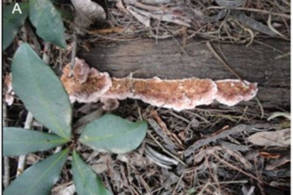 SA researcher finds a compound in mushrooms that may help in the