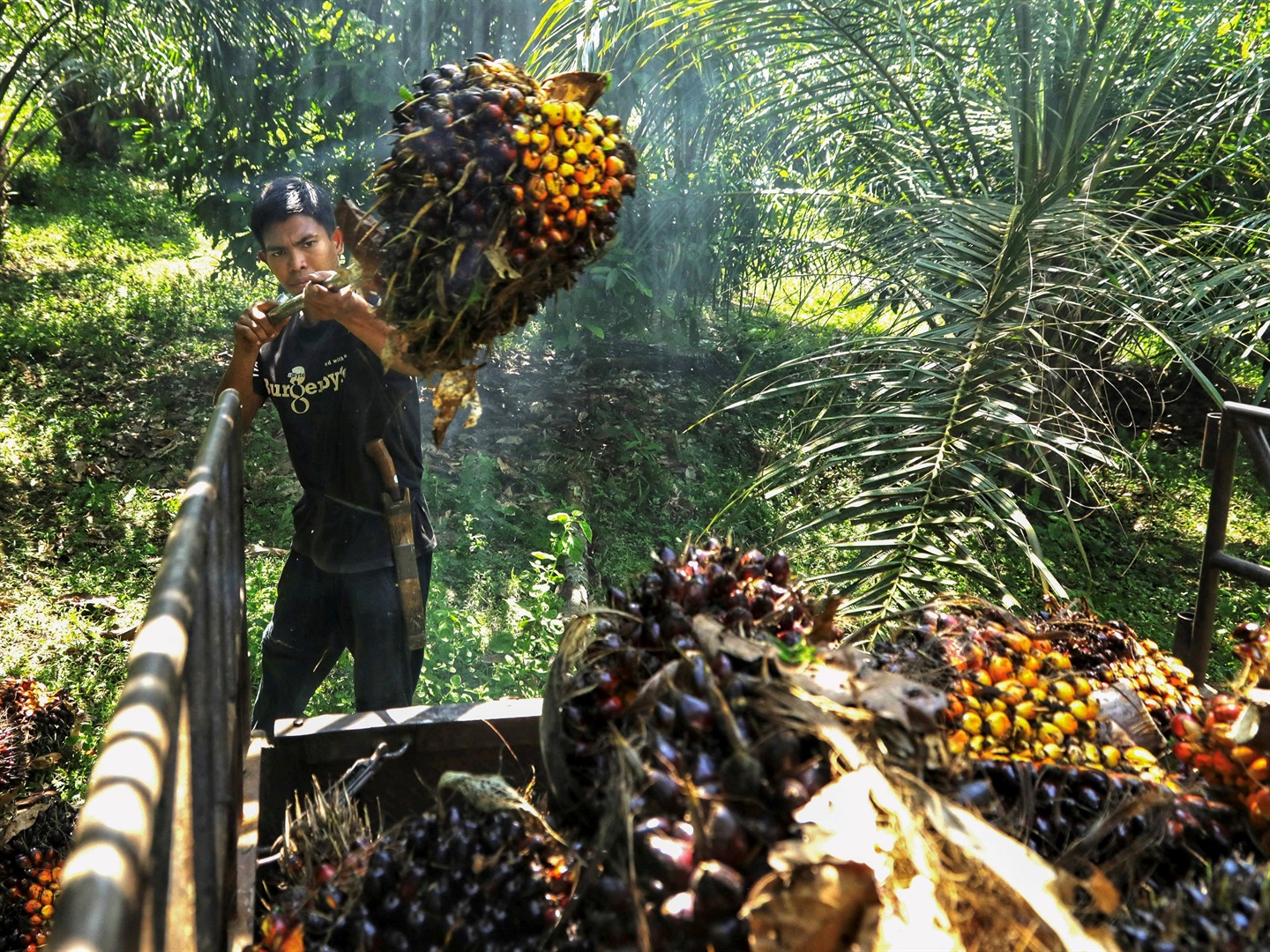 Indonesia is the world's largest palm oil exporter.