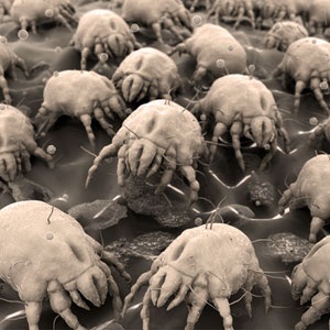 Mites snacking on your skin
