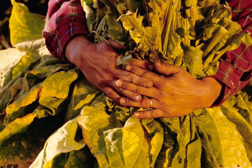 what plant does tobacco come from Tobacco | Cultivation, Curing & Grading