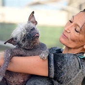 Check out the world's ugliest dog, Mr Happy Face