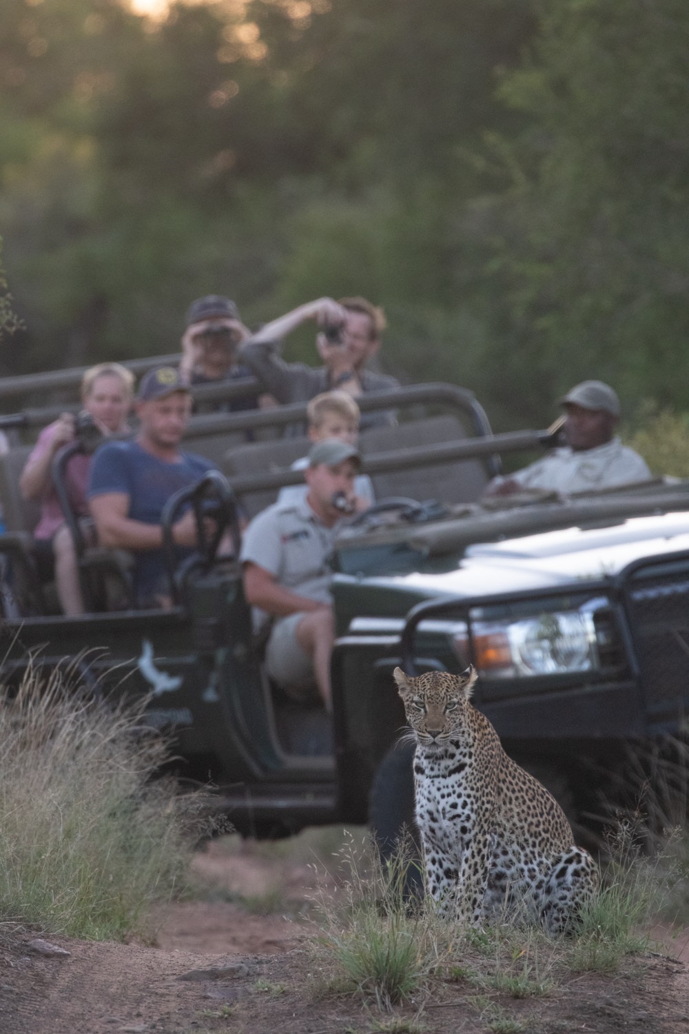leopard sighting
