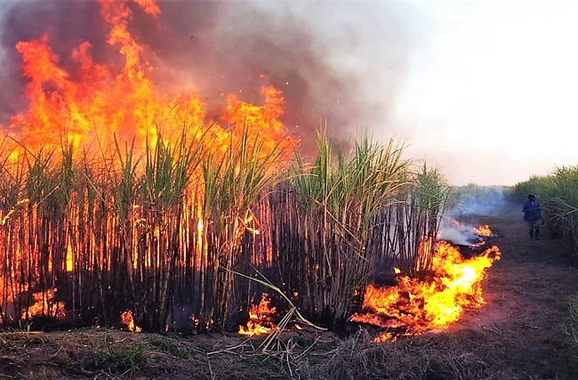 Meer as 500 000 ton suikerriet is in Julie tydens die onluste in 
KwaZulu-Natal aan die brand gesteek. Foto: Verskaf
