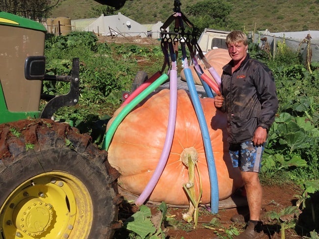Mnr. Willem le Grange, plaasbestuurder by Indigo Fruit Farming buite Mosselbaai, en Sophia, sy wenpampoen van 904,5 kg.